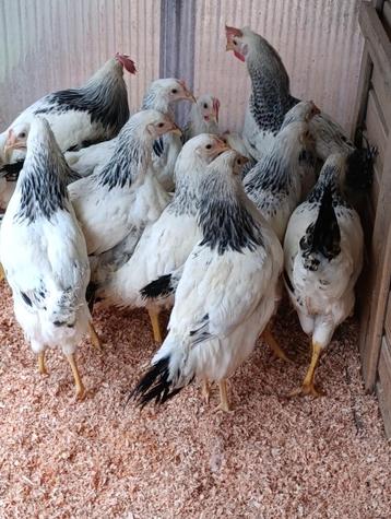 Mooie sussex kippen en andere vanaf 9 euro 0499.082381 beschikbaar voor biedingen