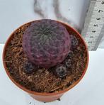 Sulcorebutia rauschii var. purpurea, Verzenden
