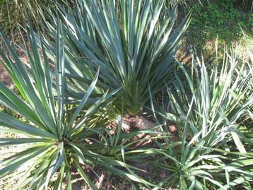 Yucca filamentosa palmlelie,winterhard, wintergroen beschikbaar voor biedingen