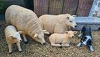Texel schapen,  en lammen tuinbeelden, Ophalen, Nieuw, Kunststof, Dierenbeeld