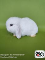Baby minilop konijn ram met stamboom (transport mogelijk), Mannelijk, Dwerg, 0 tot 2 jaar, Hangoor