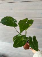 Syngonium panda galaxy kamerplant, Ophalen of Verzenden