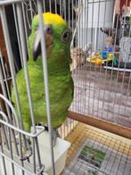 Geelvoorhoofd amazone