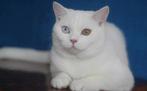 dekkater Britse korthaar wit odd eyes stamboom niet te koop, Dieren en Toebehoren, Katten en Kittens | Dekkaters, 3 tot 5 jaar