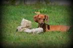 Teckel pups korthaar, Dieren en Toebehoren, België, CDV (hondenziekte), 8 tot 15 weken, Korthaar