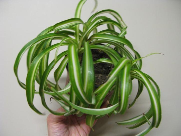 Phalangère (chlorophytum), Huis en Inrichting, Kamerplanten, Overige soorten, Minder dan 100 cm, Groene kamerplant, In pot, Ophalen