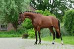 Talentvolle super brave 5 jarige ruin!, Dieren en Toebehoren, B, Gechipt, Ruin, Springpony