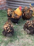Kuikens, Dieren en Toebehoren
