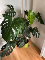 Monstera Deliciosa op mosstok, Huis en Inrichting, Kamerplanten, Ophalen, 100 tot 150 cm, Overige soorten, Halfschaduw