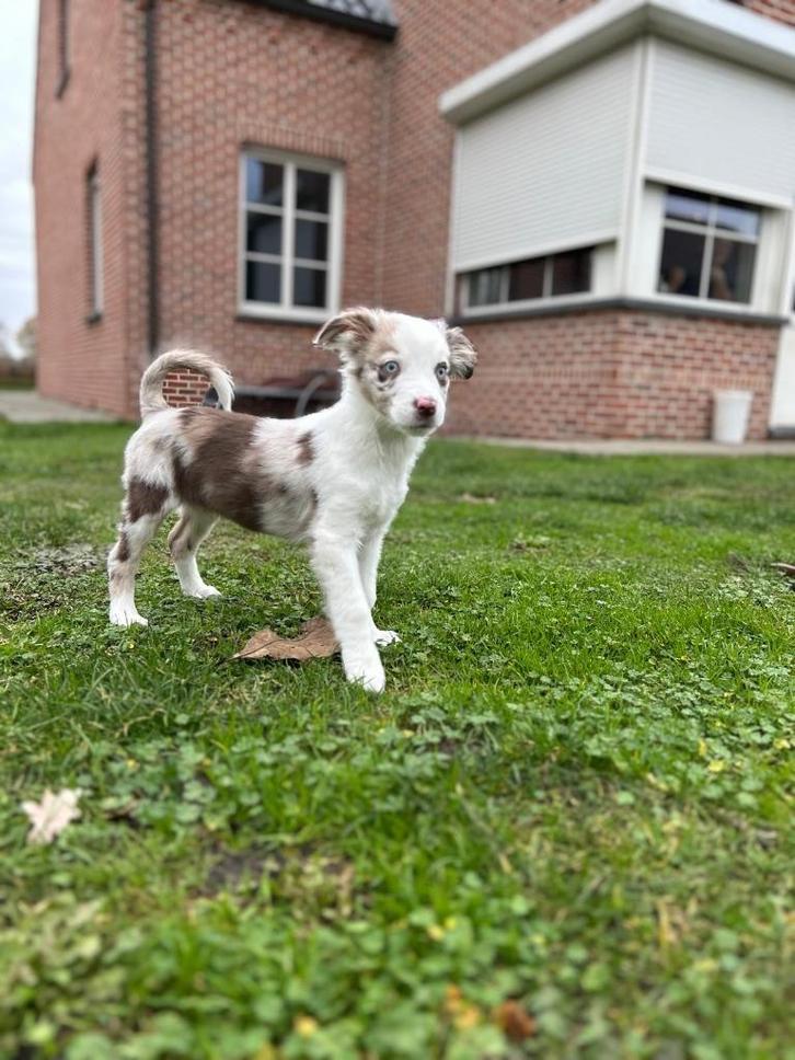 chiot Sweet Border x Aussi, Animaux & Accessoires, Chiens | Bergers & Bouviers, Chien (mâle), Colley, Éleveur | Professionnel