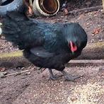 Australorp jonge leghen, Dieren en Toebehoren, Pluimvee, Vrouwelijk, Kip