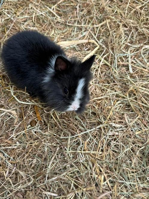 2 leeuwenkopjes 5 weken oud, Dieren en Toebehoren, Knaagdieren, Geslacht onbekend, Overige typen, Tam