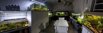 Hobbykweker verkoopt al zijn aquariums! beschikbaar voor biedingen