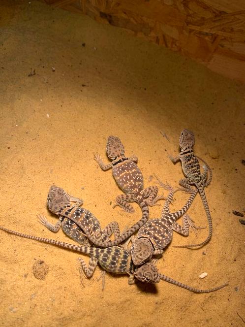 Crotaphytus collaris 100% wichita mountains, Dieren en Toebehoren, Reptielen en Amfibieën, Hagedis, 0 tot 2 jaar