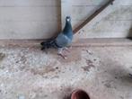 Jonge kweker schitterende bouw zacht gepluimd, Dieren en Toebehoren