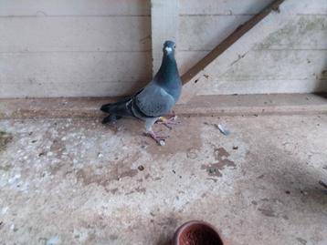 Jonge kweker schitterende bouw zacht gepluimd beschikbaar voor biedingen