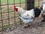 Haan, Dieren en Toebehoren, Pluimvee