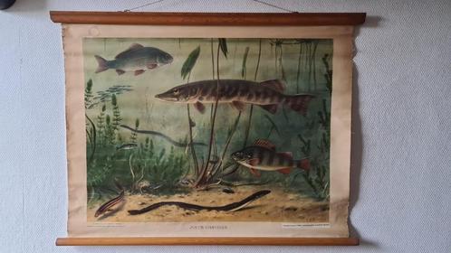 schoolkaart op linnen Zoetwatervissen, M.A. Koekkoek,, Antiek en Kunst, Antiek | Schoolplaten, Natuur en Biologie, Ophalen of Verzenden