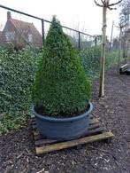 buxus piramide - mooie gezonde motvrije plant, Tuin en Terras, Ophalen