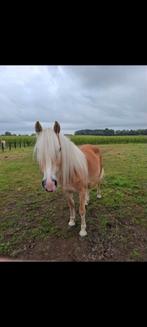 Lieve grote haflinger veulen, Dieren en Toebehoren, Pony's, Merrie