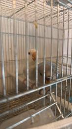 Twee tamme jonge dwertpapegaaien te koop 50 hey stuk, Dieren en Toebehoren, Vogels | Parkieten en Papegaaien