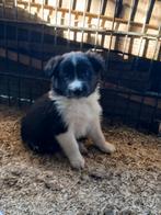 Schattige border collie pups, Dieren en Toebehoren, Honden | Herdershonden en Veedrijvers, België, Fokker | Hobbymatig, 8 tot 15 weken