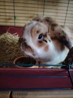 Dwergkonijntjes, April, Mannelijk