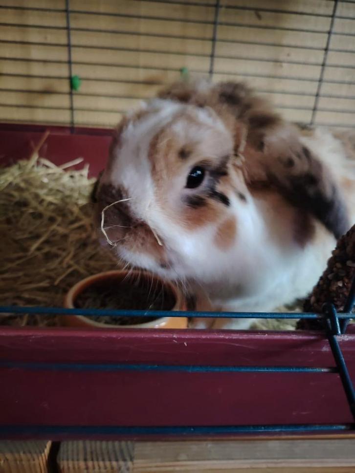 Dwergkonijntjes, Dieren en Toebehoren, Knaagdieren, Mannelijk, April