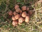 Te koop verse  gevallen okkernoten., Tuin en Terras, Bloembollen en Zaden, Ophalen