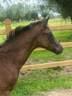 Hengst veulen Everdale x fust Heinrich, Dieren en Toebehoren, Paarden, Gechipt, Dressuurpaard, 0 tot 2 jaar, Hengst