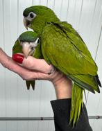 Baby ara Nobilis Cumanensis, Dieren en Toebehoren, Papegaai, Pratend