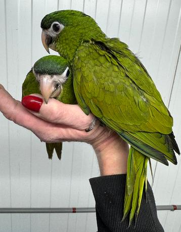 Baby ara Nobilis Cumanensis beschikbaar voor biedingen