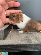 Supermooie zeug Athena - Rascavia - US teddy dragend, Dieren en Toebehoren, Knaagdieren, Cavia, Augustus, Vrouwelijk, Tam