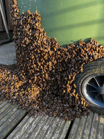 Eigen zwerm bijen te koop wegens plaats gebrek, Enlèvement, Comme neuf