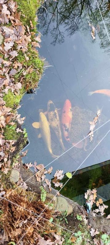 Koi vissen, Tuin en Terras, Vijvers, Ophalen, Gebruikt