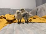 Zijdehoen kuikens, Animaux & Accessoires, Oiseaux | Oiseaux Autre
