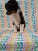 Zwarte bruine witte pups sheltie Shetland sheepdog  pup, Dieren en Toebehoren, Honden | Herdershonden en Veedrijvers, CDV (hondenziekte)