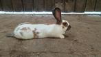 Reuzevlinder lotharinger ram te koop, Dieren en Toebehoren, Konijnen