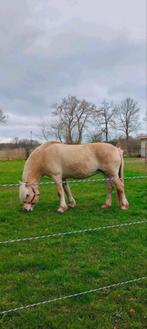 2 brave fjorden, Dieren en Toebehoren, Paarden, Merrie
