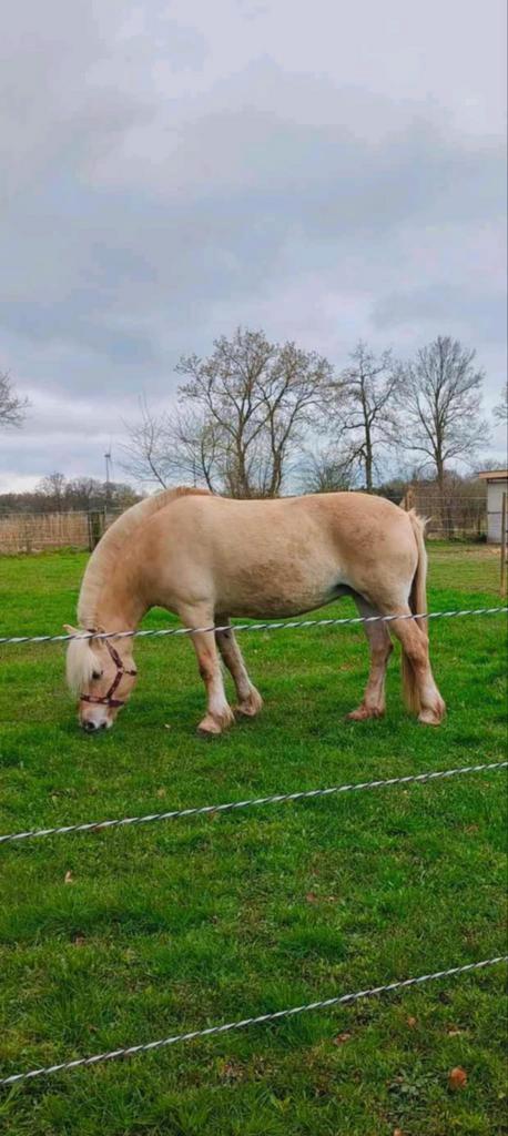 2 brave fjorden, Dieren en Toebehoren, Paarden, Merrie