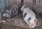 Mini varkens zeugjes, Dieren en Toebehoren, Varken