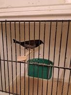 Japanse meeuwen, Dieren en Toebehoren, Vogels | Kanaries