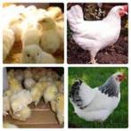 kuikens traditionele leghennen 10 rassen uitkomst 5 aug, Dieren en Toebehoren, Vrouwelijk, Kip