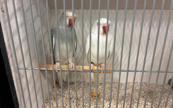 Halsbandparkieten, Animaux & Accessoires, Oiseaux | Perruches & Perroquets, Perruche, Plusieurs animaux, Bagué