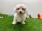 Maltezer pups, België, Maltezer, 8 tot 15 weken, CDV (hondenziekte)