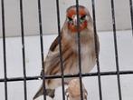 Kruising distelvink x kanarie  pop, Dieren en Toebehoren, Vogels | Overige Vogels, Vrouwelijk, Wildzangvogel, Geringd