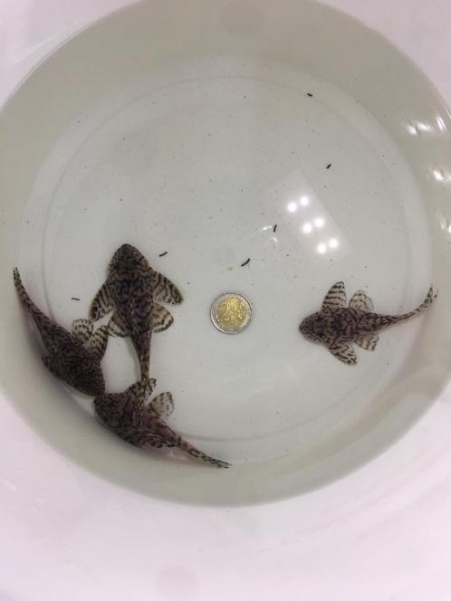 Kweekgroep L236SW hypancistrus van 4 stuks, Dieren en Toebehoren, Vissen | Aquariumvissen