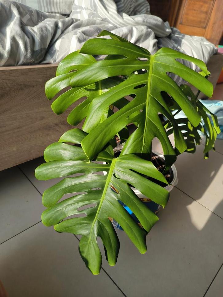 Monstera deliciosa, Huis en Inrichting, Kamerplanten, Ophalen