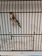 Kleine bloem putter man 2025, Dieren en Toebehoren