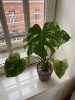 Monstera Deliciosa Mint Variegata, Huis en Inrichting, Kamerplanten, Ophalen of Verzenden